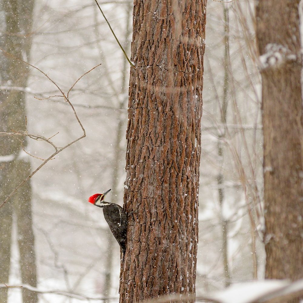 New York State-Westchester County-male Pileated Woodpecker-perched on a tree-snowing